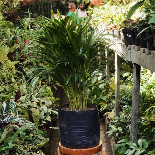 Palma Areca - Vivero Florecer