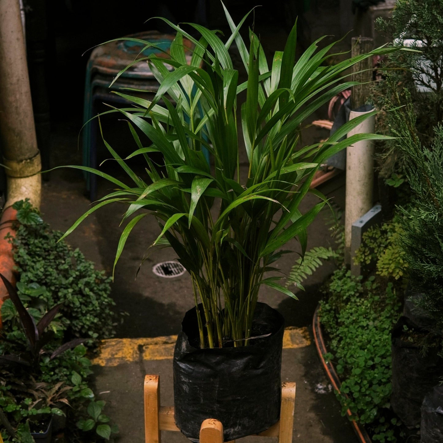 Palma Areca - Dypsis lutescens - Vivero Florecer