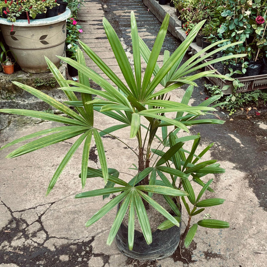 Palma Rhapis - Vivero Florecer
