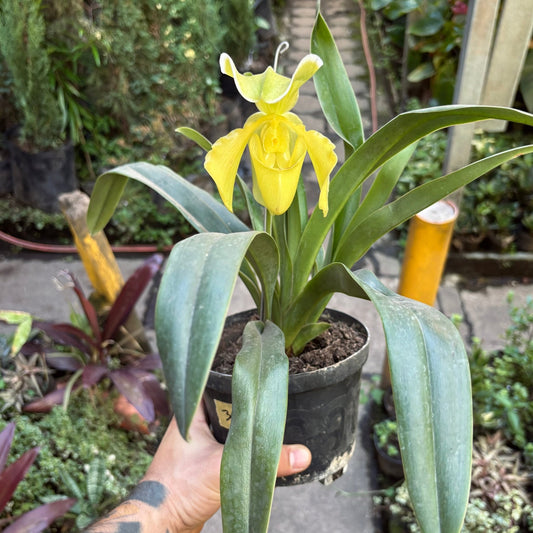 Paphiopedilum Amarillo Orryon “Orquídea Zapatico Amarilla” - Vivero Florecer