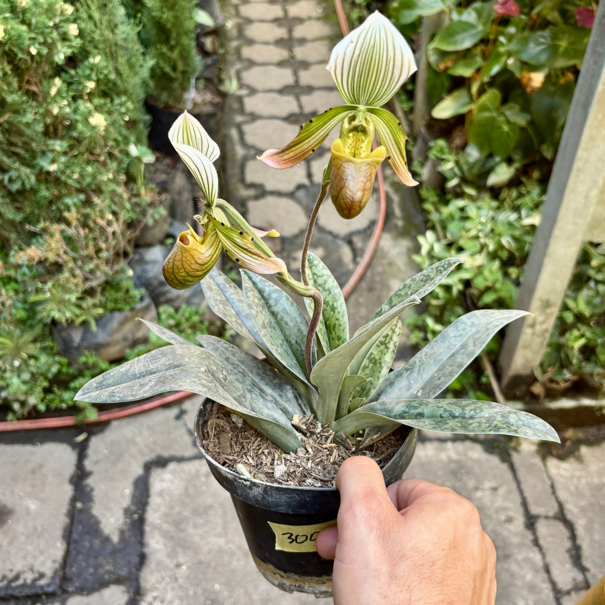 Paphiopedilum Callosum “Orquídea Zapatico Híbrida” - Vivero Florecer