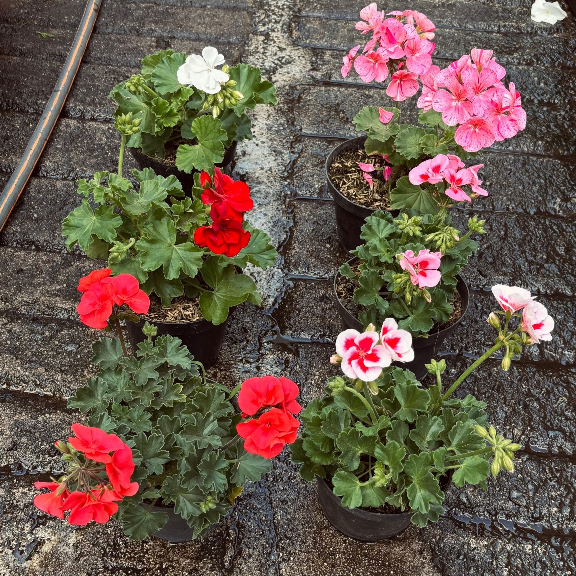 Pelargonium Zonale “Novio” - Vivero Florecer