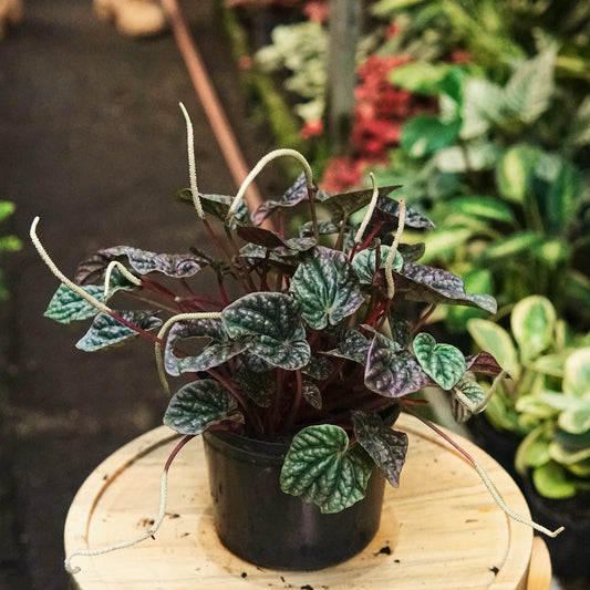 Peperomia Caperata Apricot - Vivero Florecer