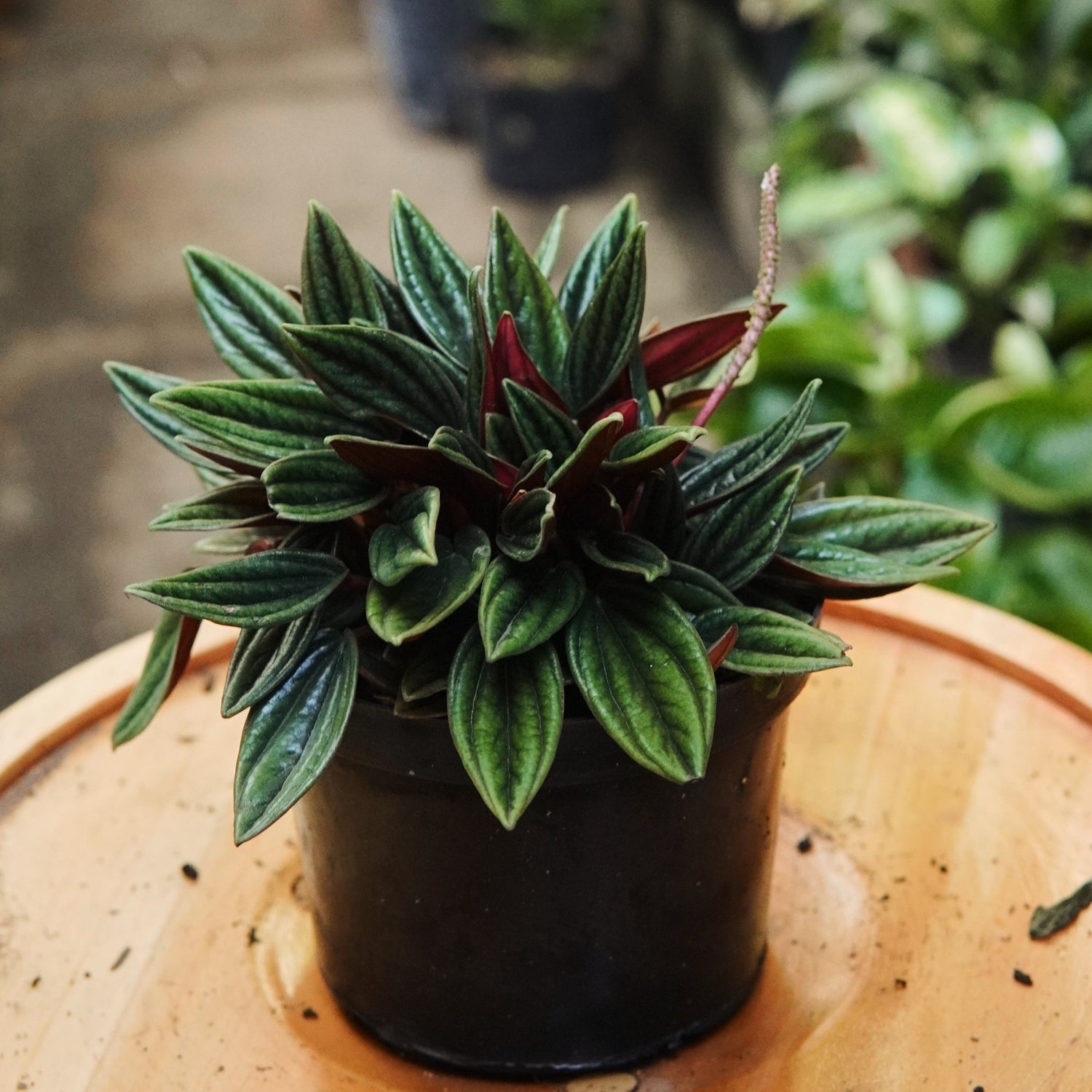 Peperomia Caperata Rosso - Vivero Florecer