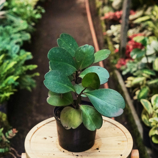 Peperomia Conga - Vivero Florecer