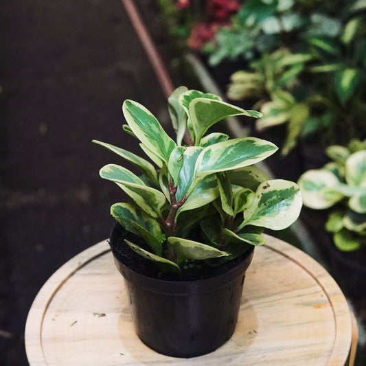 Peperomia Conga Variegada - Vivero Florecer