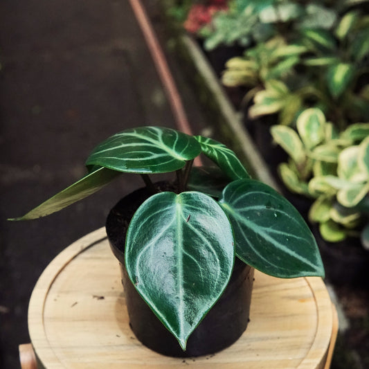 Peperomia Maculosa (Espejito) - Vivero Florecer