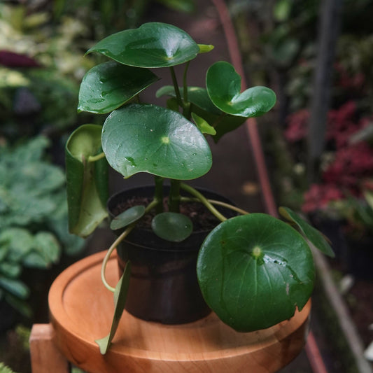 Peperomia polybotrya (Corazón De Hombre) - Vivero Florecer