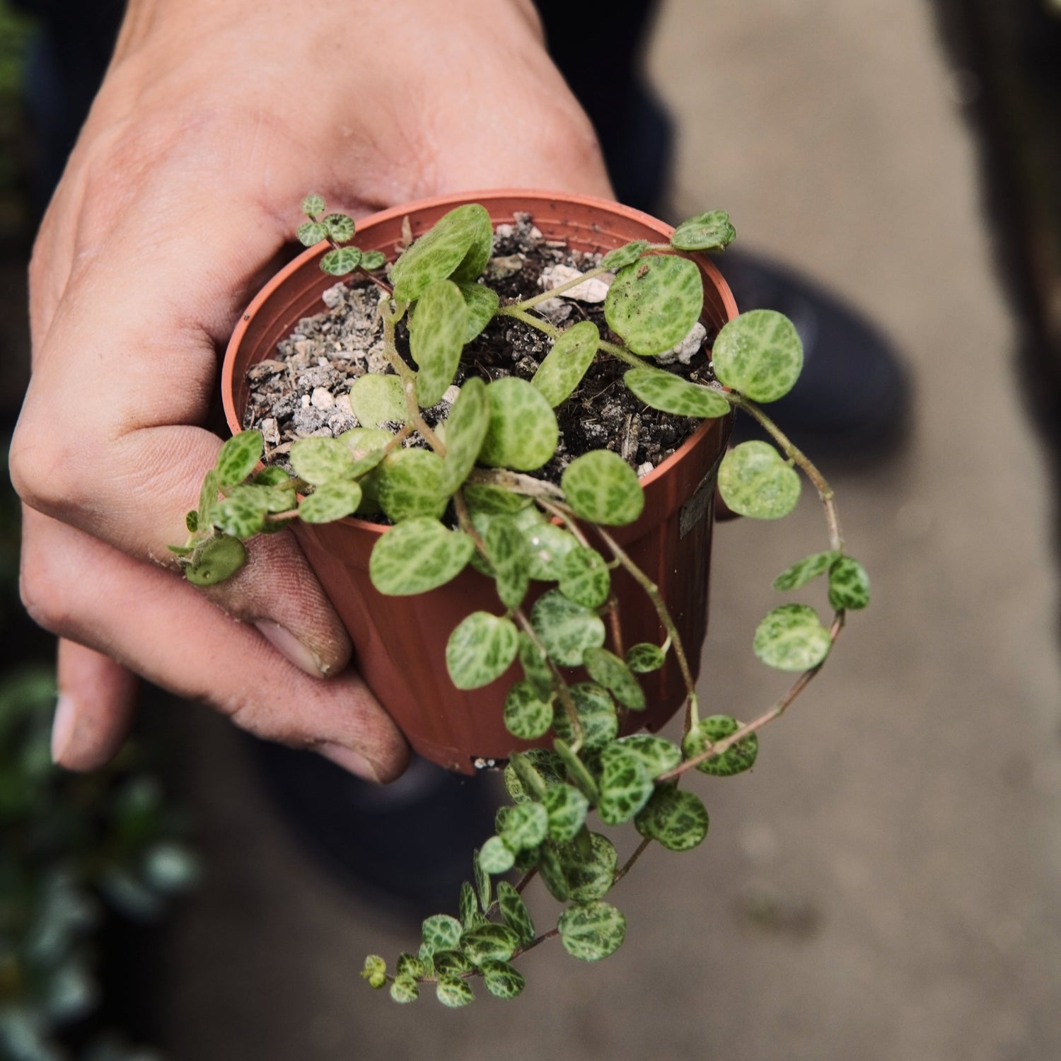Peperomia Prostrata - Vivero Florecer