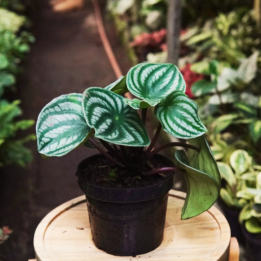 Peperomia Sandía - Vivero Florecer