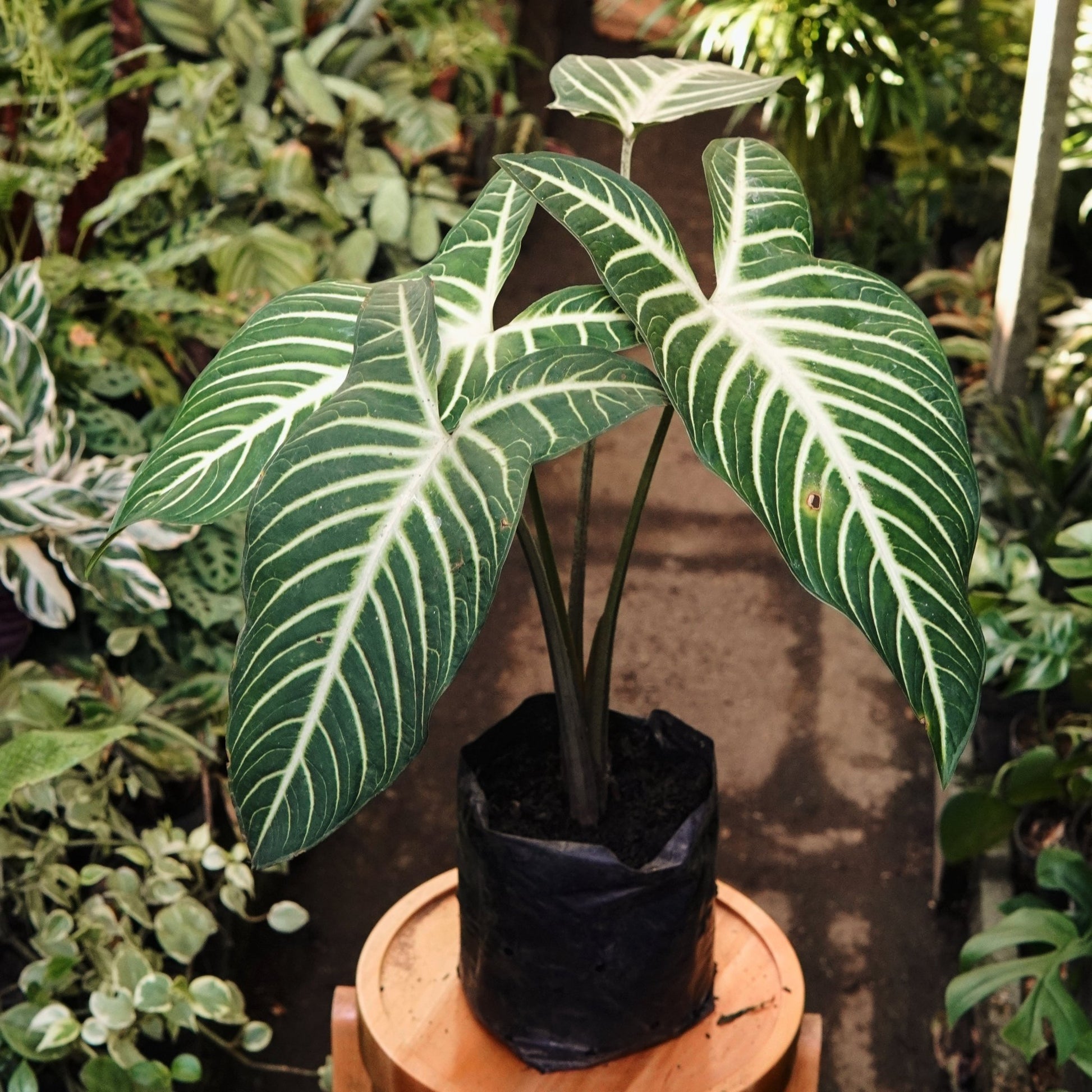 Phyllotaenium Lindenii - Vivero Florecer