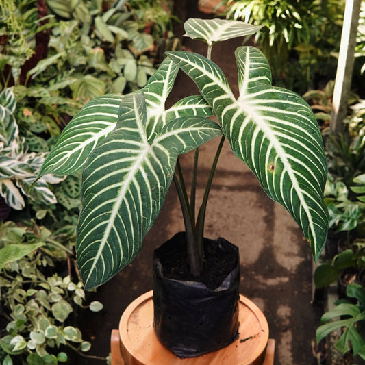 Phyllotaenium Lindenii - Vivero Florecer