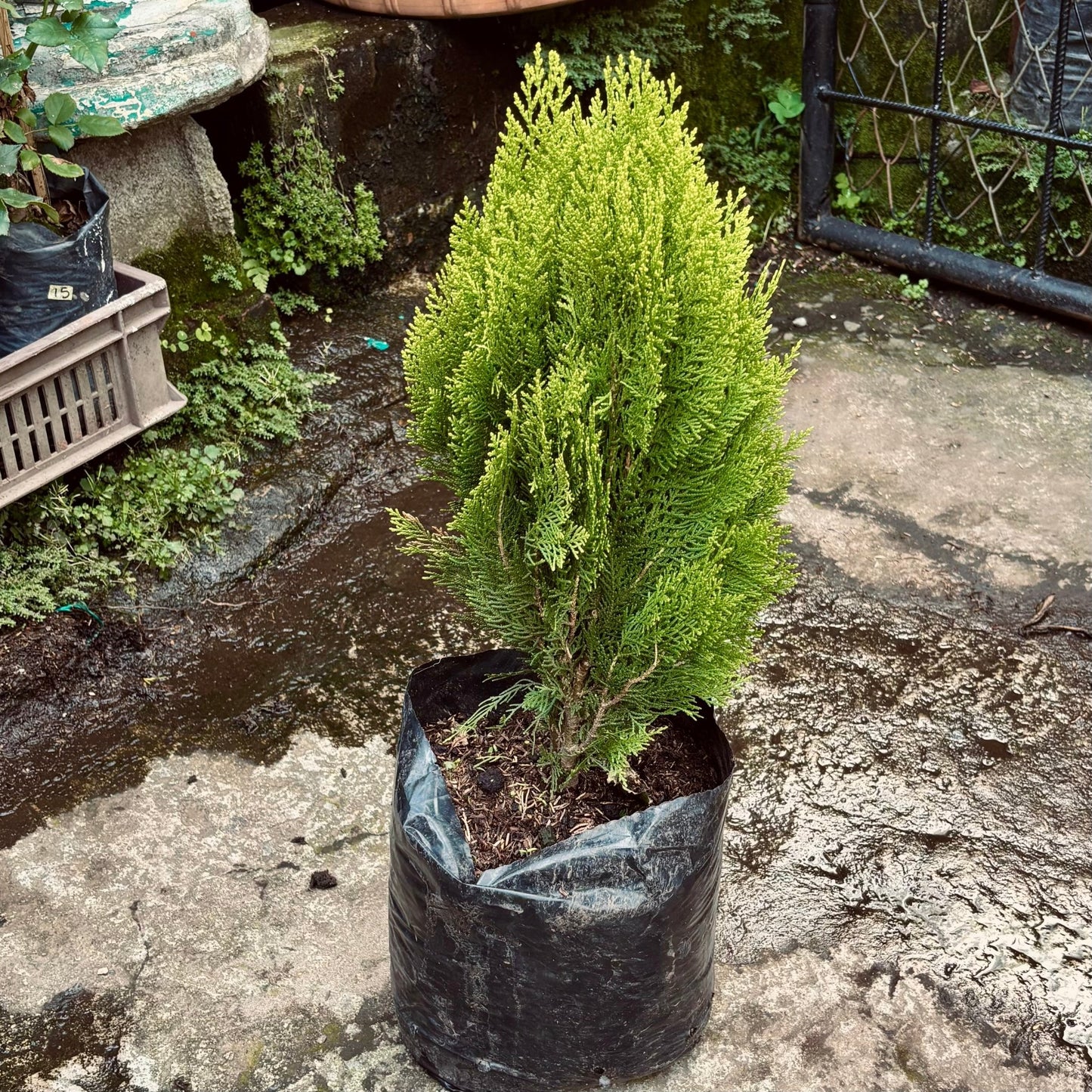 Pino Libro - Vivero Florecer