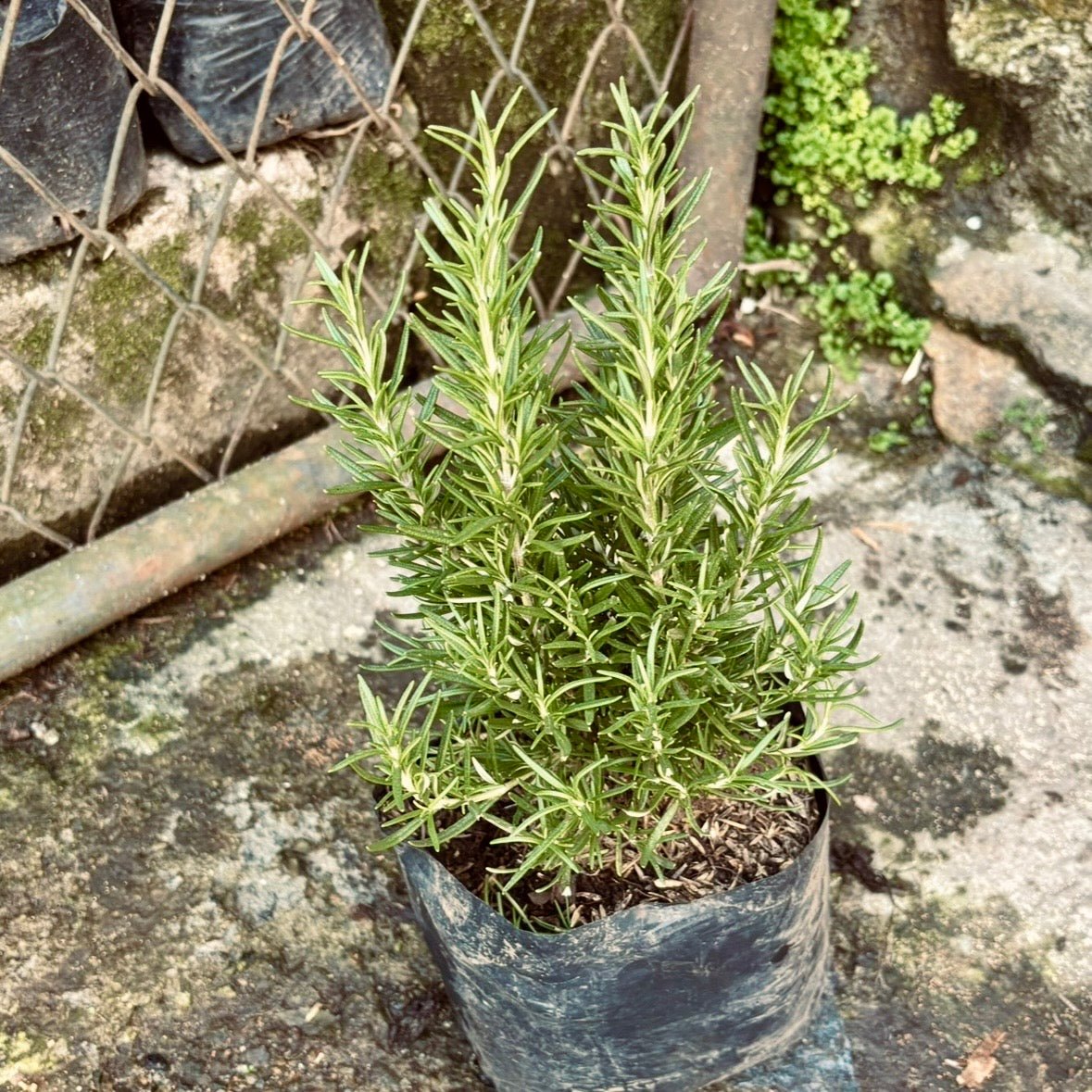 Plantas aromáticas - Vivero Florecer