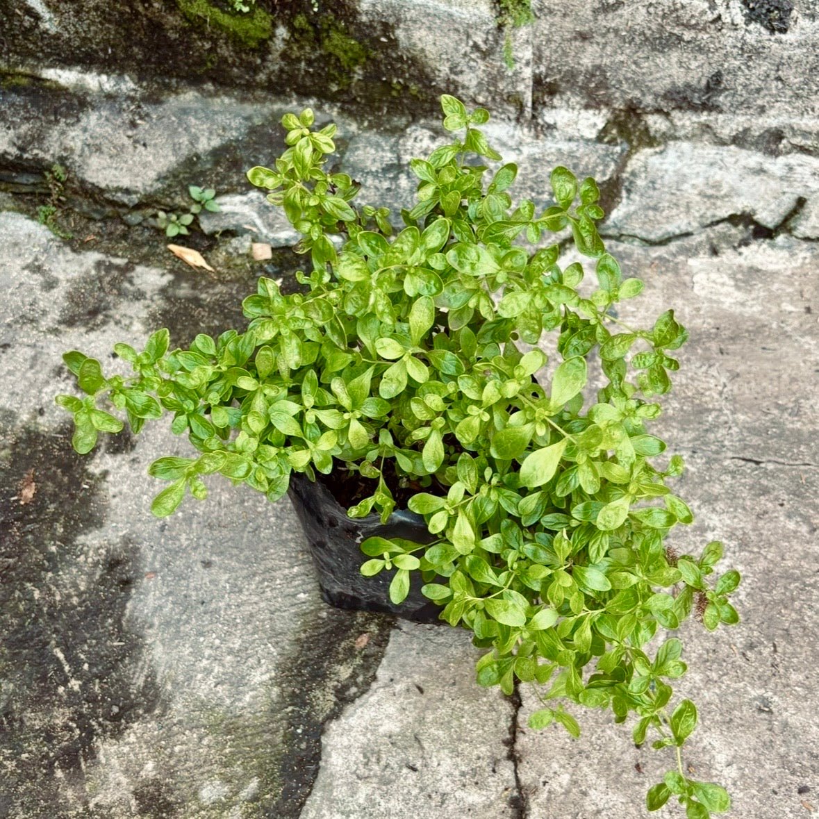 Plantas aromáticas - Vivero Florecer