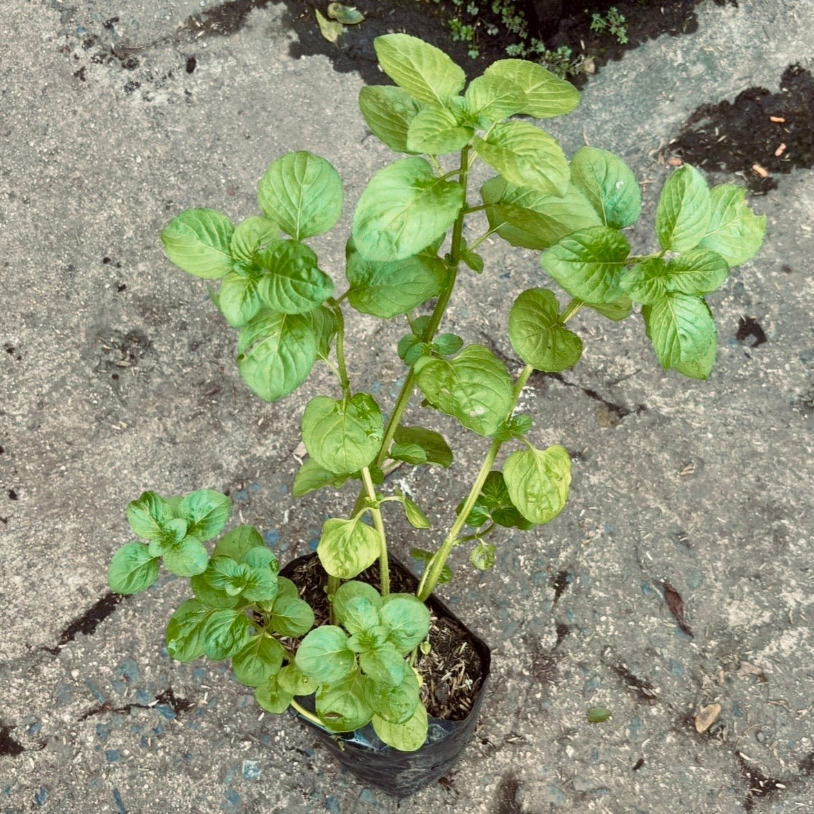 Plantas aromáticas - Vivero Florecer