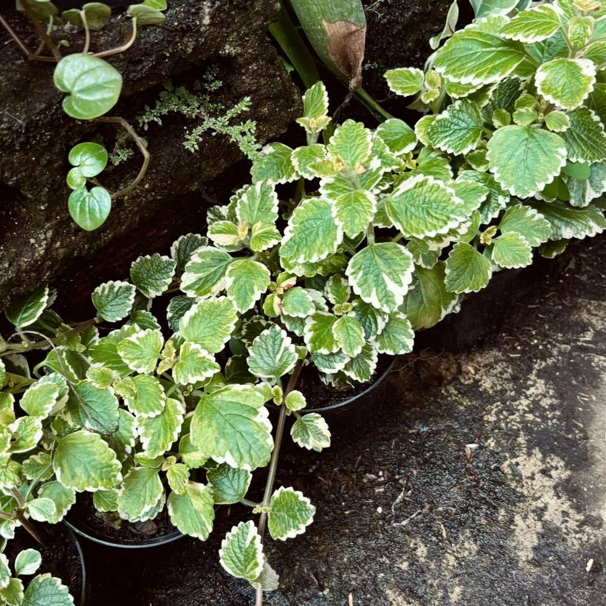 Plantas aromáticas - Vivero Florecer