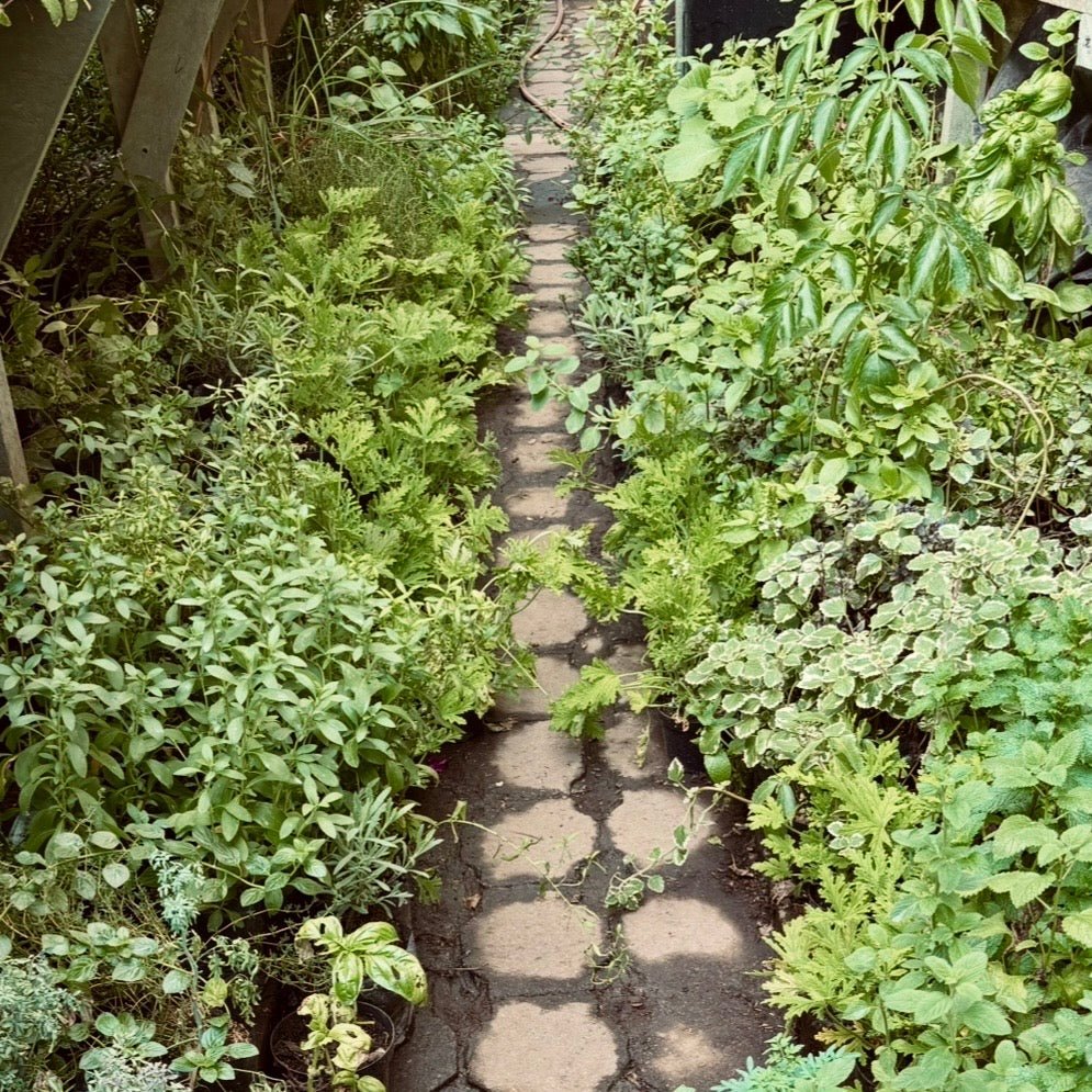 Plantas aromáticas - Vivero Florecer