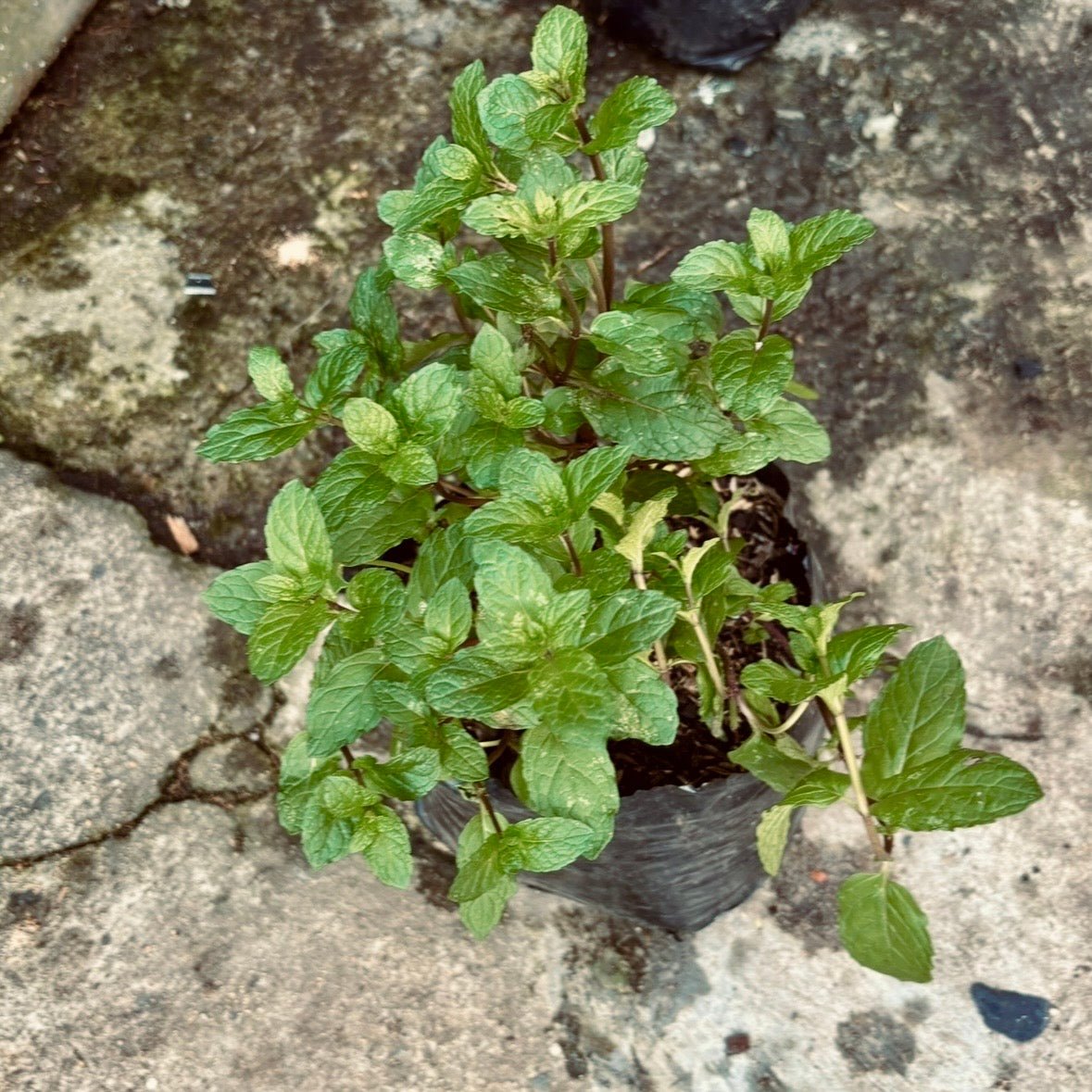 Plantas aromáticas - Vivero Florecer