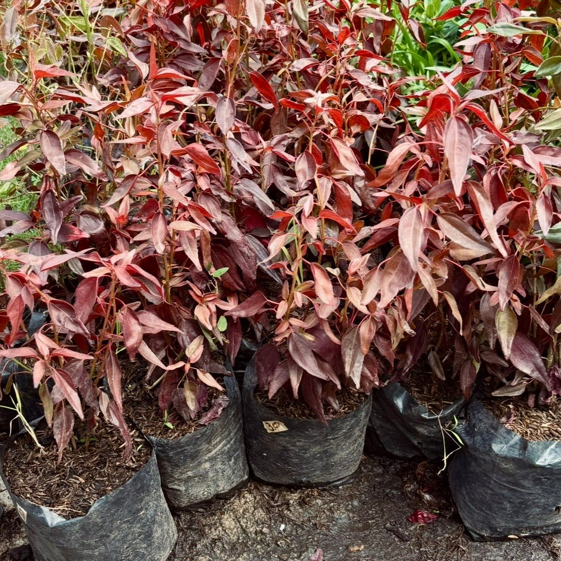 Plantas para cercos - Vivero Florecer