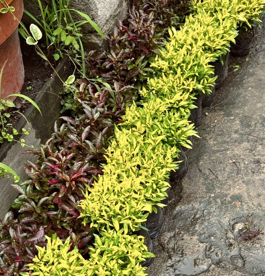 Plantas para cercos - Vivero Florecer