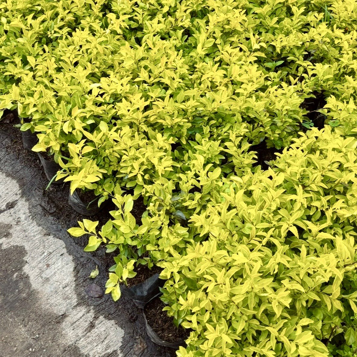 Plantas para cercos - Vivero Florecer