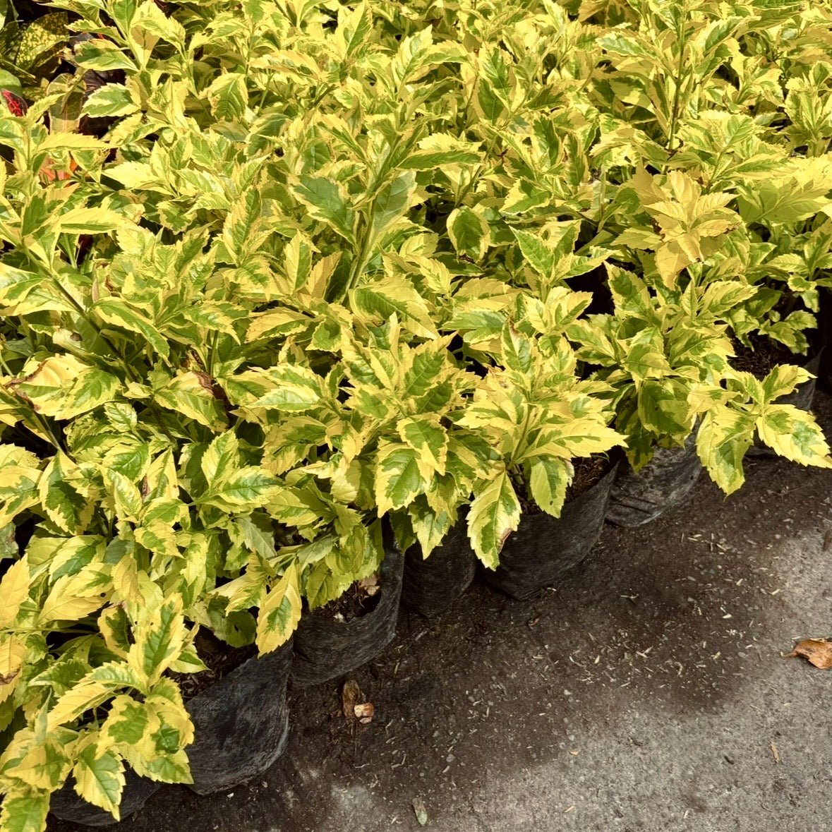 Plantas para cercos - Vivero Florecer