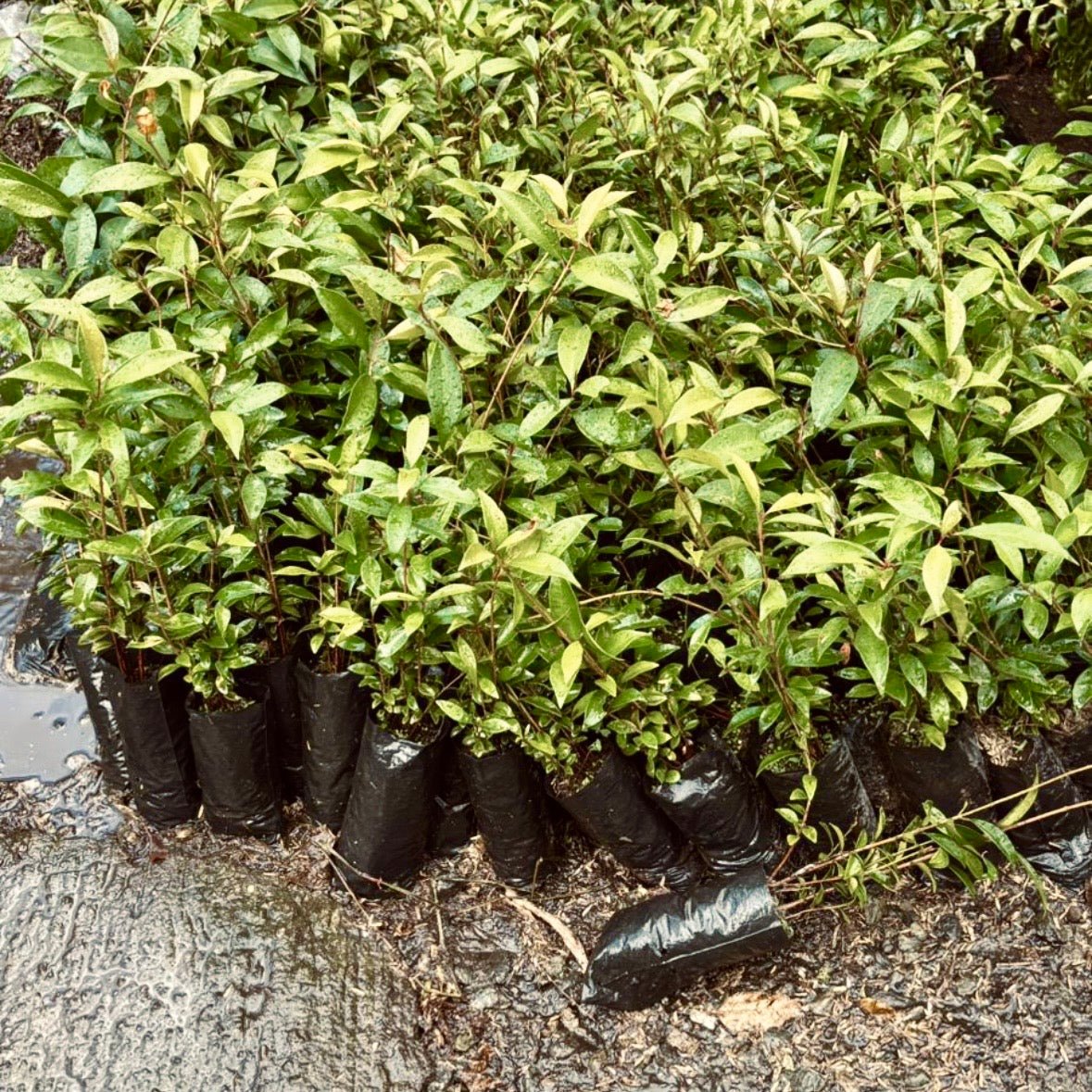 Plantas para cercos - Vivero Florecer