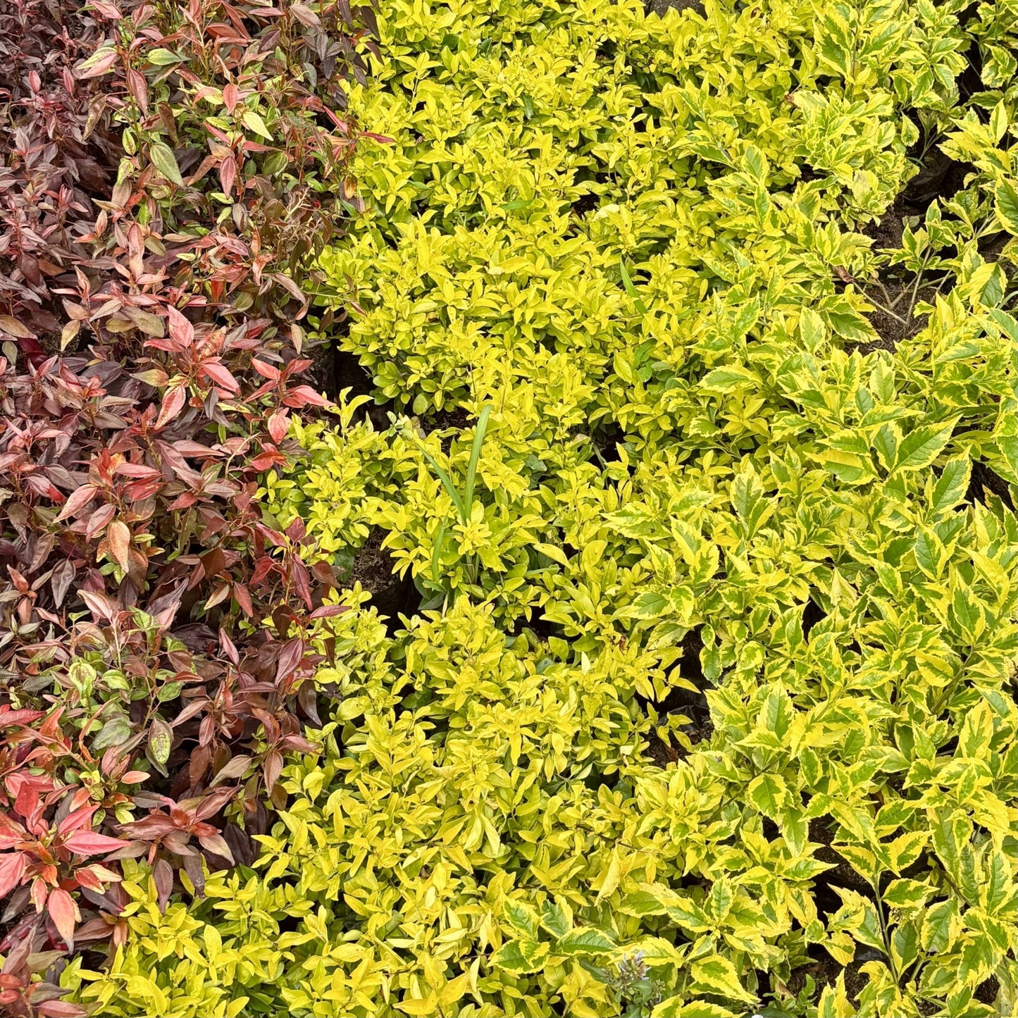 Plantas para cercos - Vivero Florecer