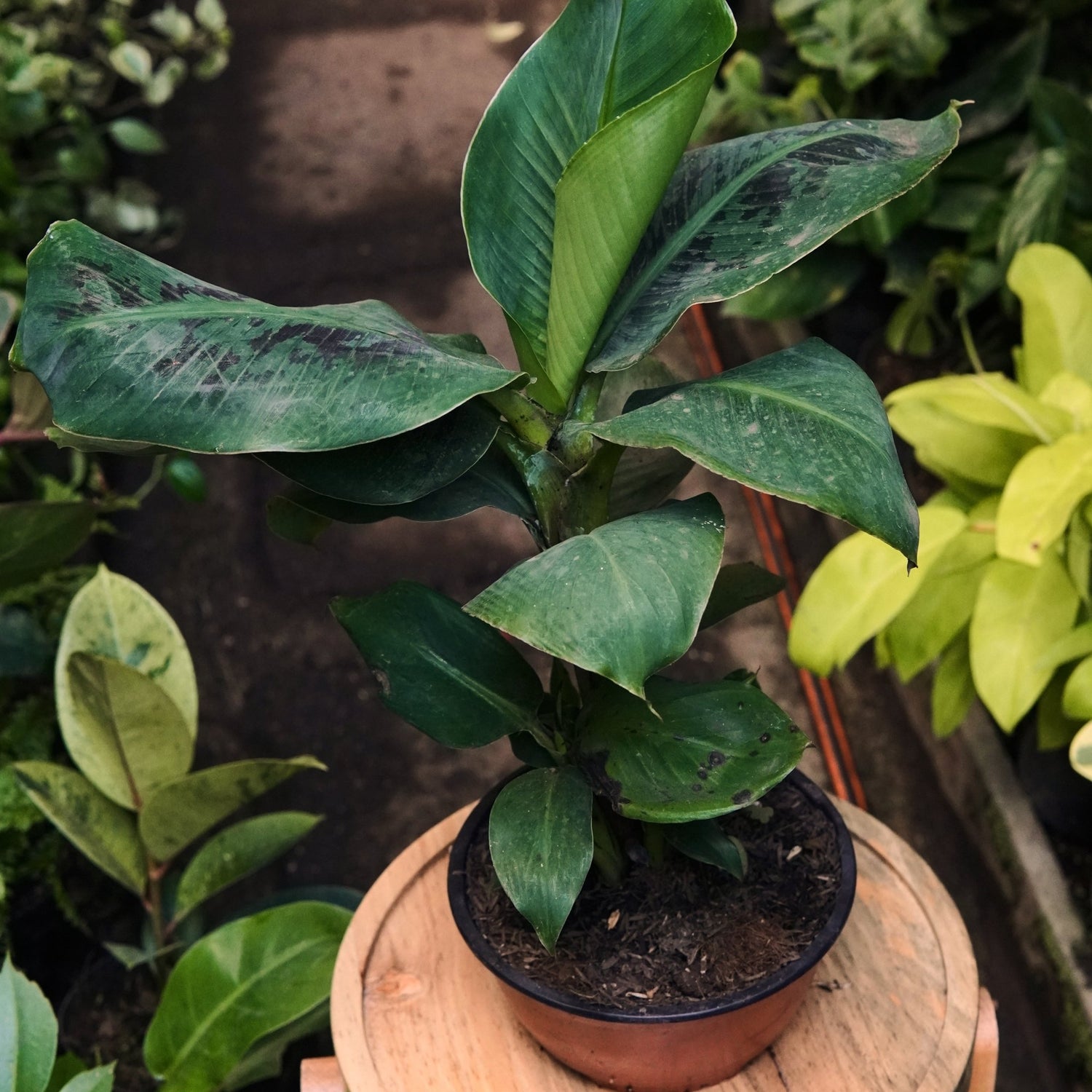 Plátano Mini - Vivero Florecer