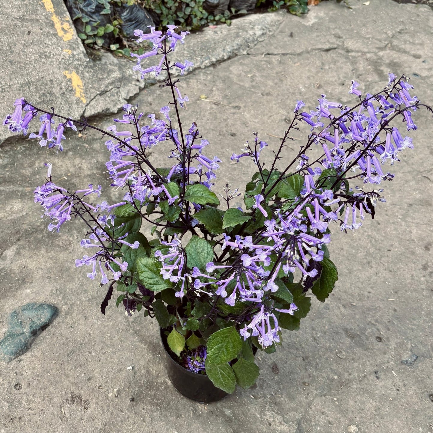 Plectranthus Saccatus - Vivero Florecer