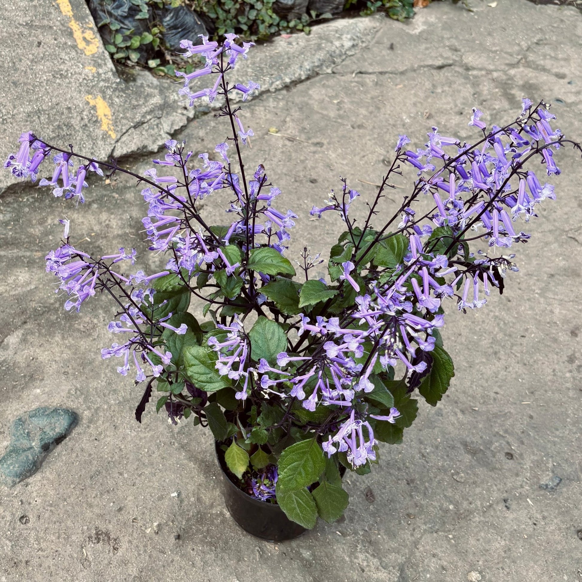 Plectranthus Saccatus - Vivero Florecer