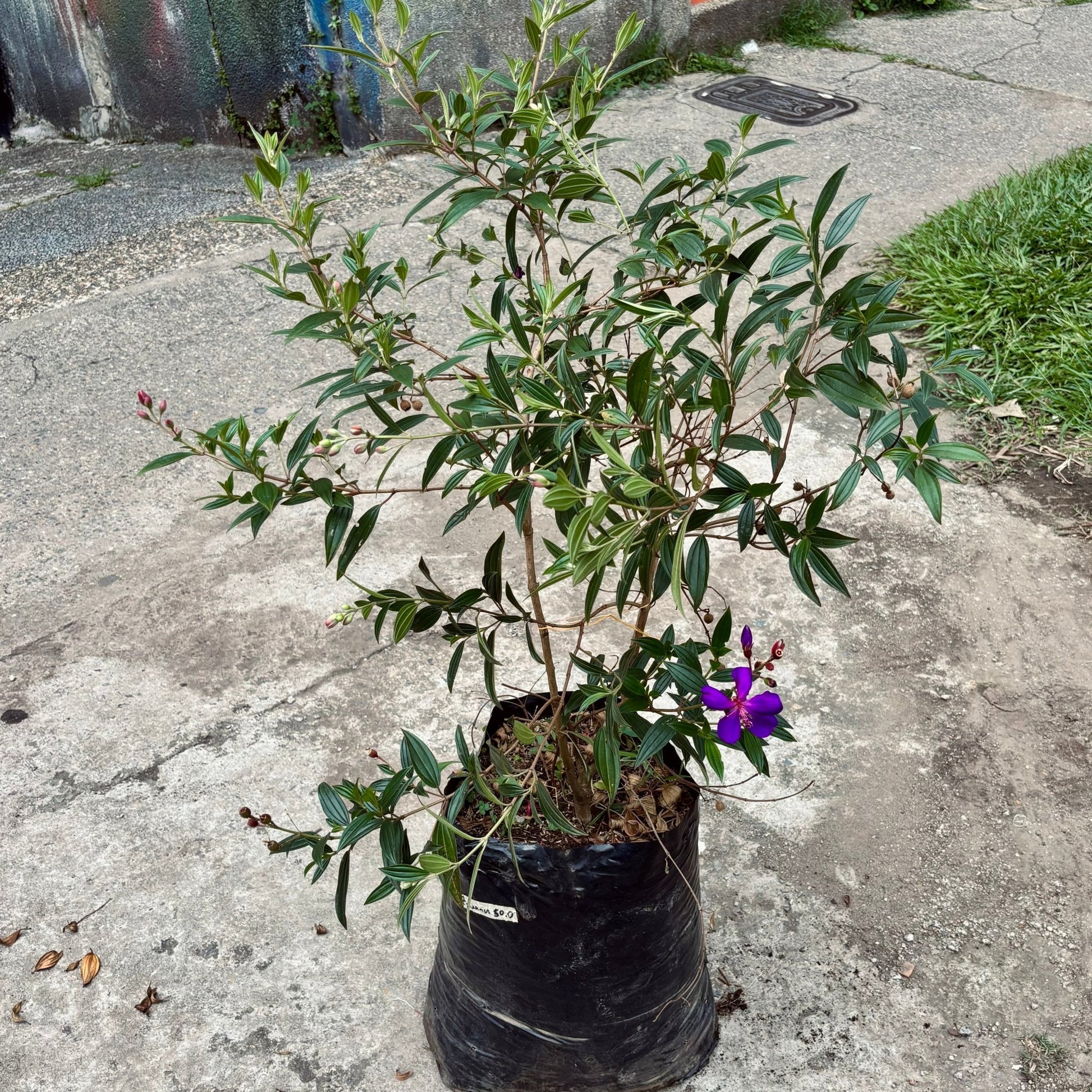 Plemora Semidecandrum “Siete cueros” - Vivero Florecer