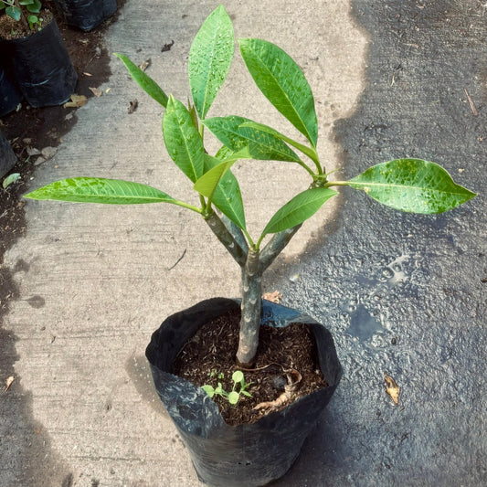 Plumeria “Frangipani” - Vivero Florecer