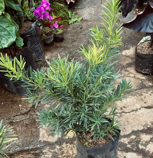 Podocarcus Macrophyllus - Vivero Florecer