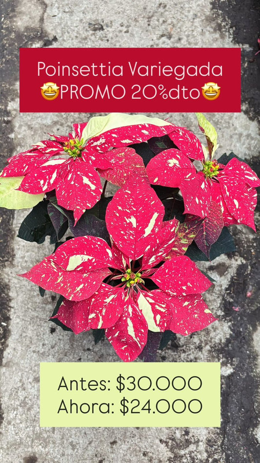 Poinsettia Variegada - Vivero Florecer