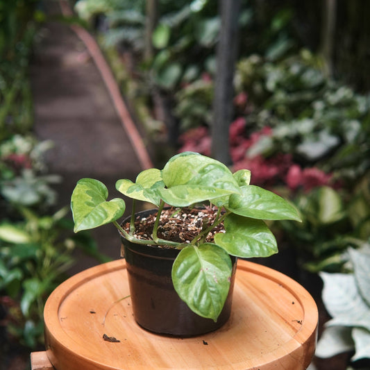 Pothos Global Green - Vivero Florecer