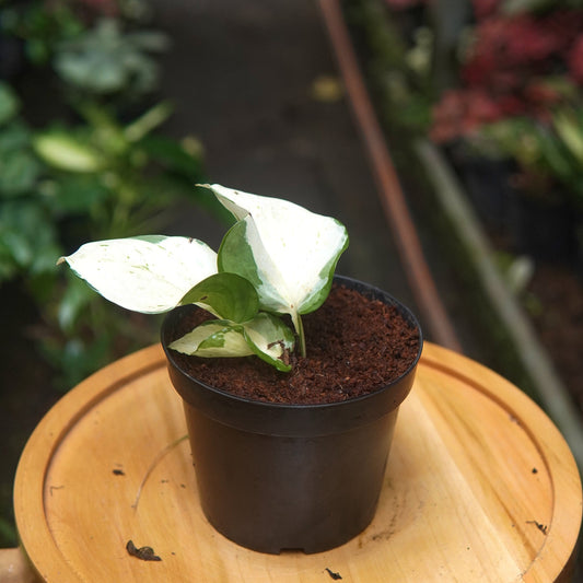 Pothos Manjula - Vivero Florecer
