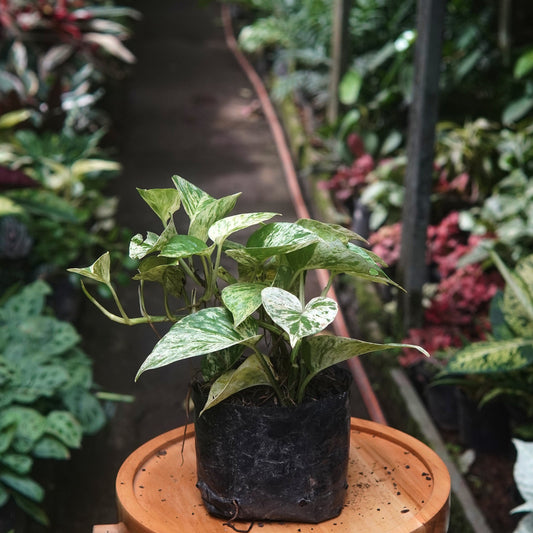 Pothos Marble Queen - Vivero Florecer