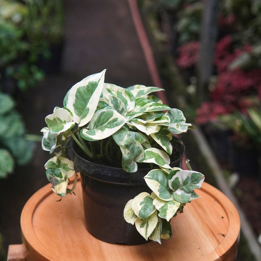 Pothos N'joy - Vivero Florecer
