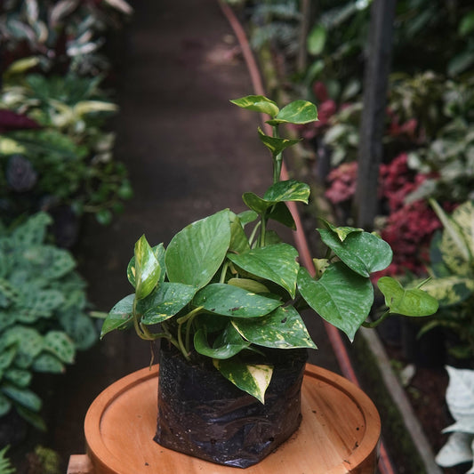 pothos Pinnatum - Vivero Florecer