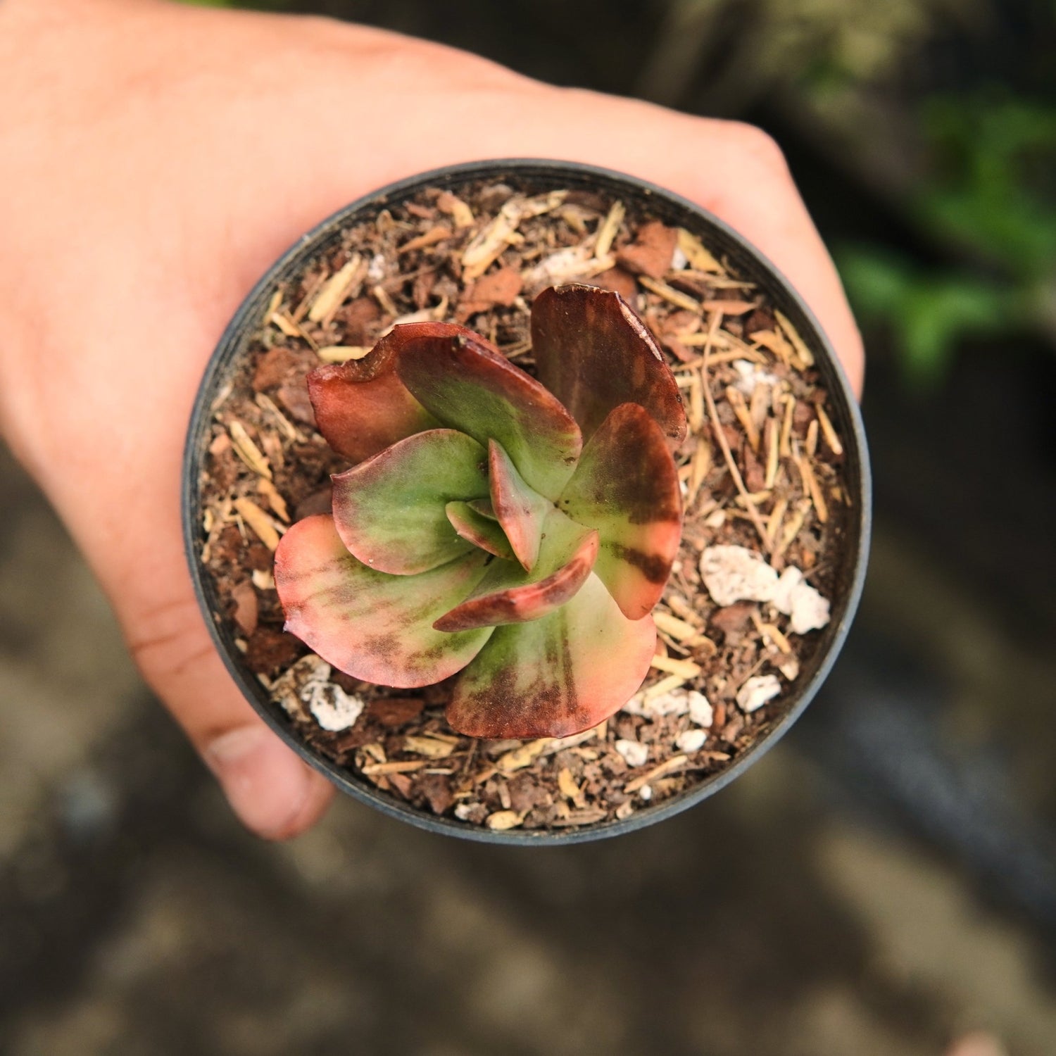 Primadonna Variegada - Vivero Florecer