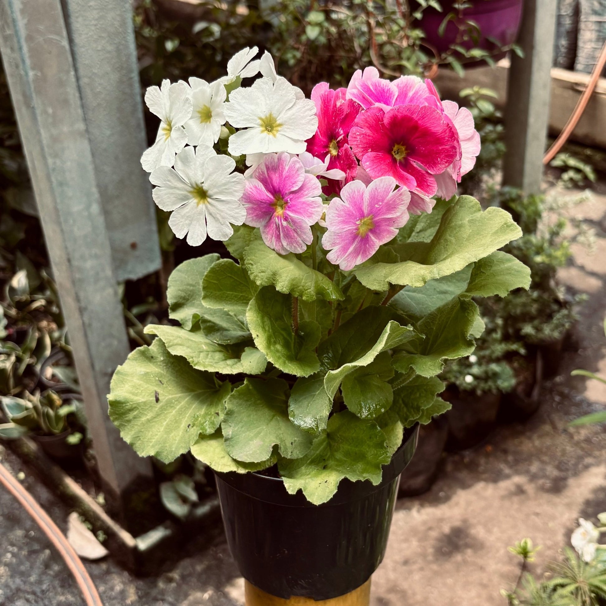 Primavera - Vivero Florecer