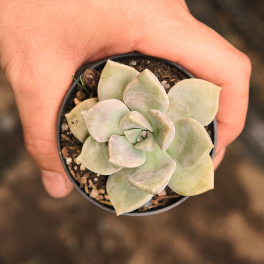 Purple Delight - Vivero Florecer