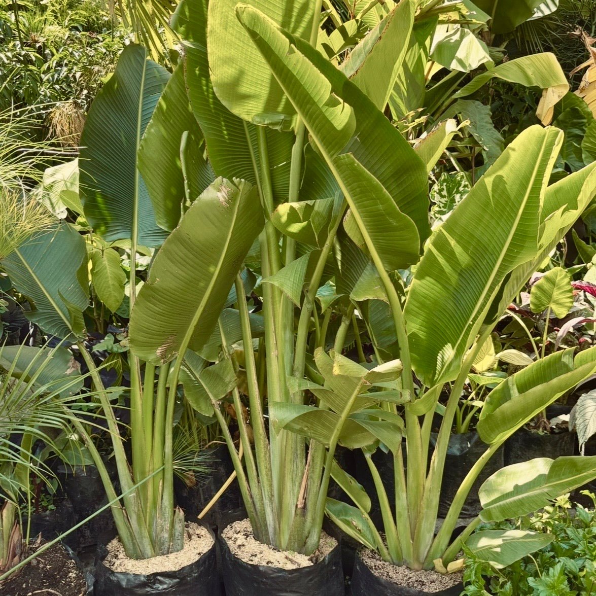 Ravenala Madagascariensis “Palma del Viajero” - Vivero Florecer