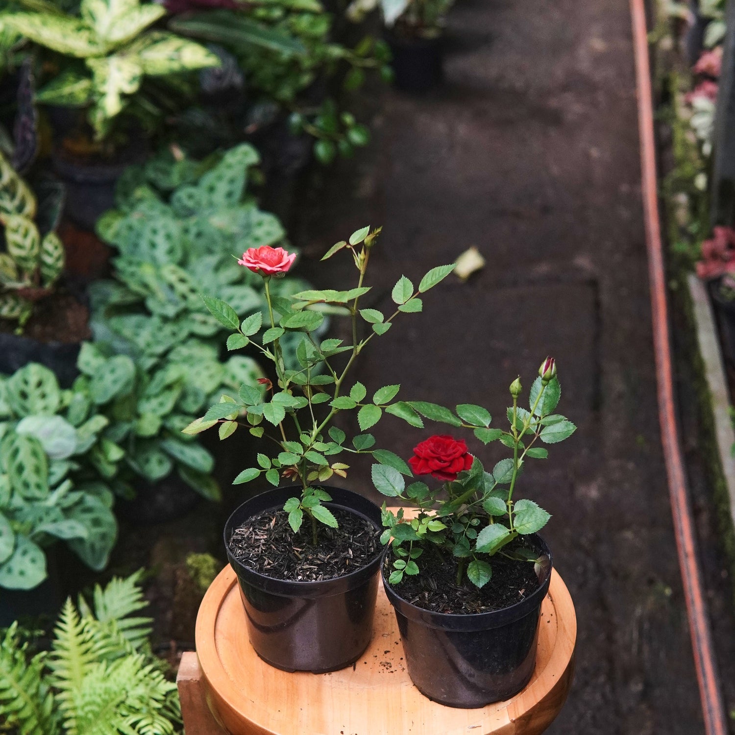 Rosa Mini - Vivero Florecer