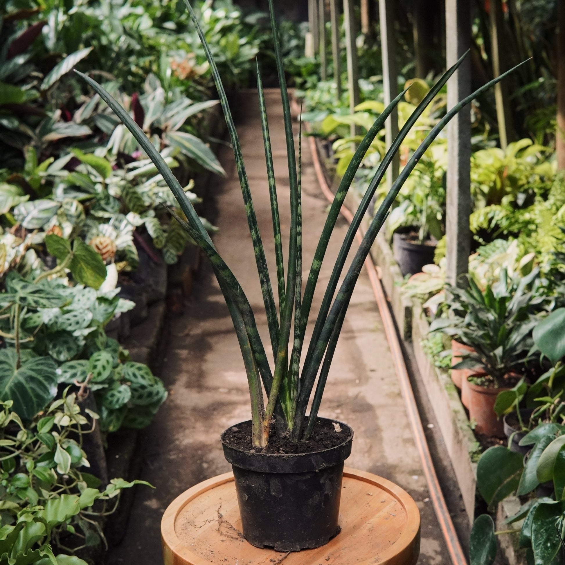 Sansevieria Bacularis - Vivero Florecer
