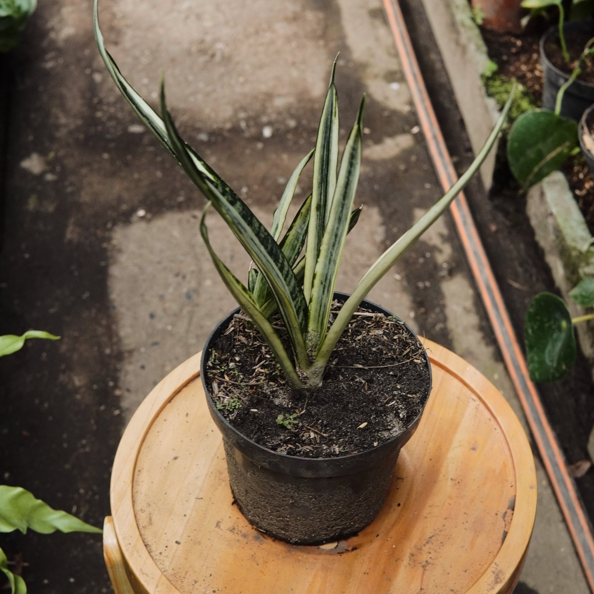 Sansevieria Bantel’s Sensation - Vivero Florecer