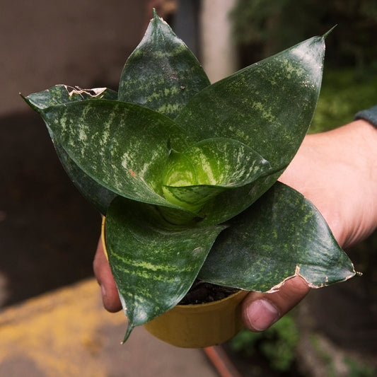 Sansevieria Mini - Vivero Florecer