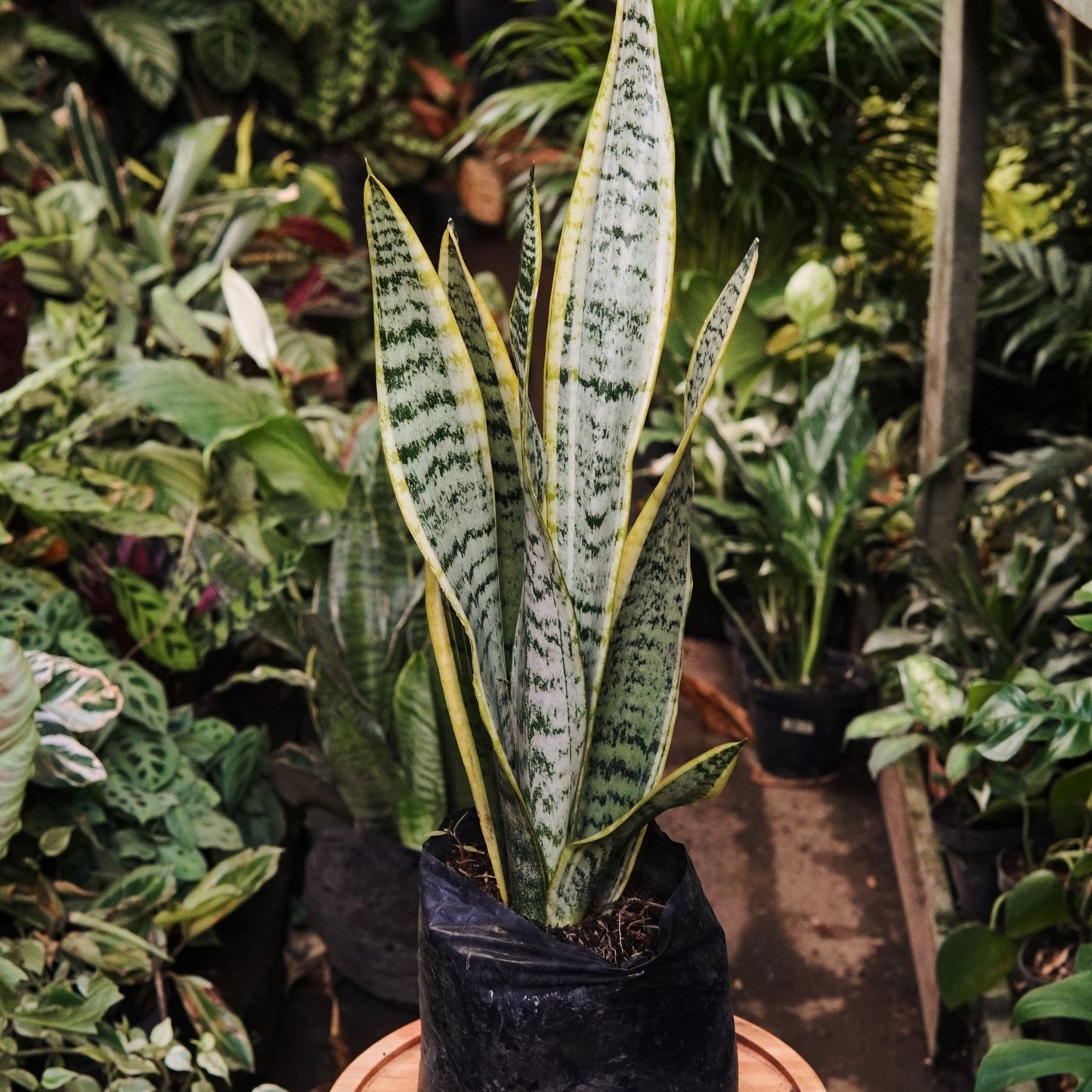 Sansevieria Trifasciata - Vivero Florecer